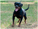 CUMA VON DASSA ROTTS