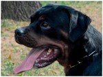 CUMA VON DASSA ROTTS
