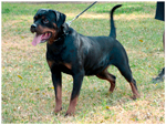 CUMA VON DASSA ROTTS