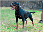 CUMA VON DASSA ROTTS