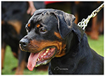 CUMA VON DASSA ROTTS