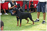 CUMA VON DASSA ROTTS
