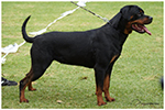 CUMA VON DASSA ROTTS