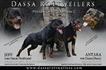 Camada Dassa Rottweilers