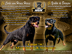 Camada Von der Hiuk Rottweilers