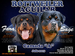 Camada Rottweiler Aguilar