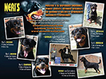 Neris Rottweilers