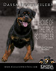 www.dassarottweilers.com