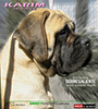 www.orreymastiffs.com.mx