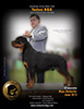 D&G Rottweilers