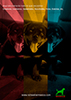 RottweilerMexico.com