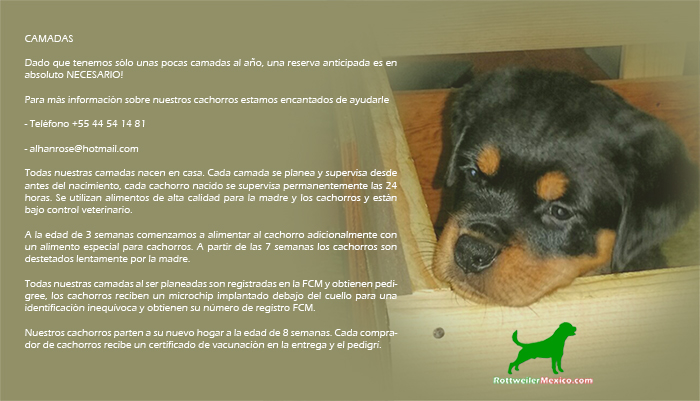 Cachorros Disponibles