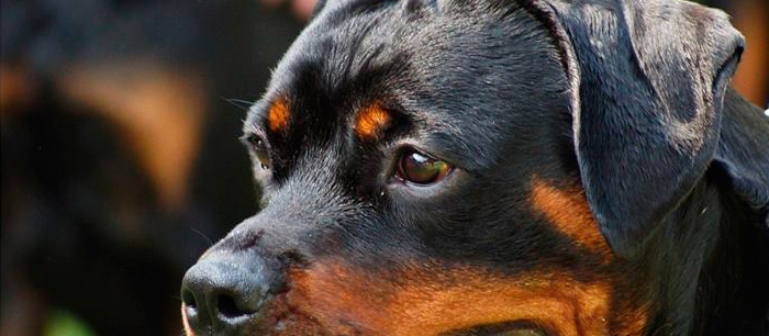 Cuma von Dassa Rott