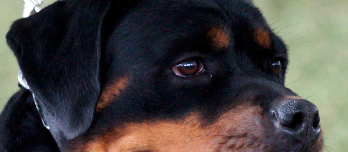 Nisha von der Bogenheide