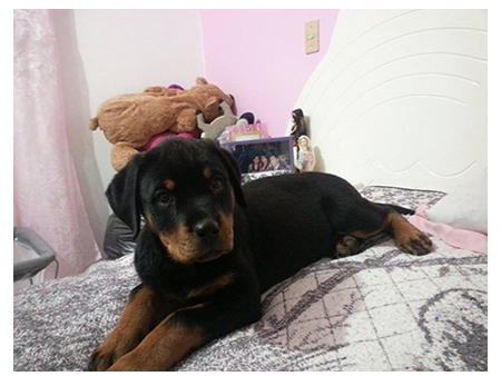 Cuma, 3 meses de edad