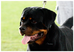 VALENTINO VON ADLERHAUS TT HD+/- ED-