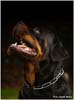 VALENTINO VON ADLERHAUS TT HD+/- ED-