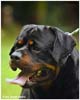 VALENTINO VON ADLERHAUS TT HD+/- ED-